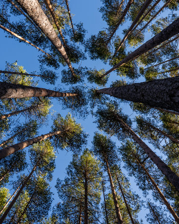 A low angle shot of a lot of beautiful tall trees under a blue sky