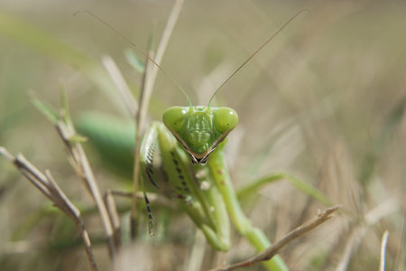 A closeup shot of praying mantis on green grass with a blurred background