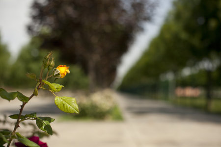 A shallow focus shot of beautiful roses blooming in a gardenの写真素材