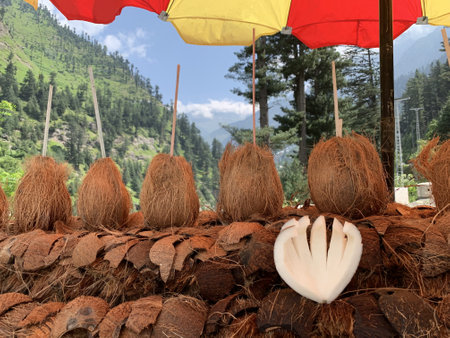 A row of coconuts with straws on nature background