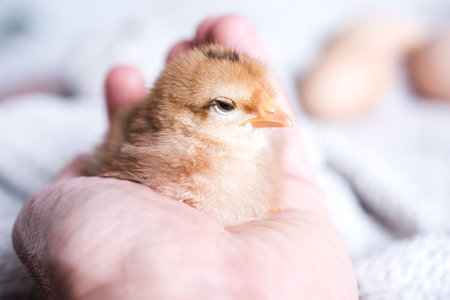A closeup shot of a person holding brown chick on a clothの写真素材