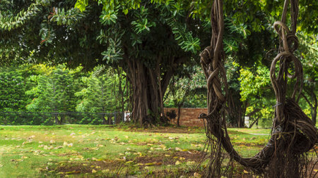 A beautiful shot of a tree branch swing in a bright green park on a sunny dayの写真素材