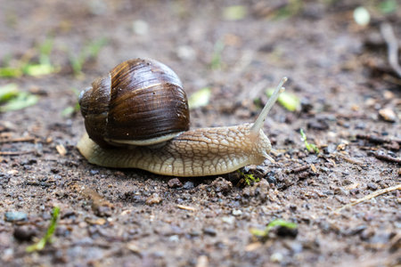 A closeup shot of a small brown snail on soilの写真素材