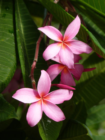 A selective focus shot of plumeria flowersの写真素材