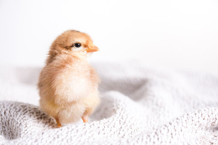 A closeup shot of a brown chick on a clothの写真素材