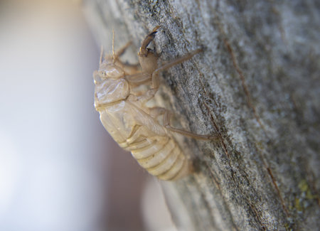 A closeup shot of a chrysalis during an empty cycle