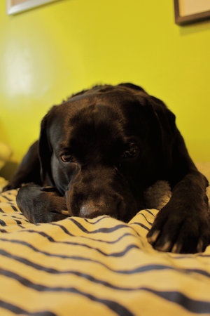 An adorable Labrador Retriever lying on the bed indoorsの写真素材