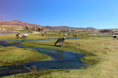 A beautiful view of Lamas feeding near a river in a field at daytimeの写真素材