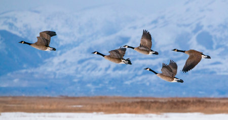 A flock of Canada geese flying over Great Salt lake, USA