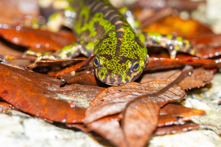 A closeup of a green marbled newt on the ground next to leavesの写真素材