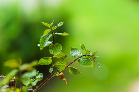 A selective focus shot of green leaves sprouting from branches z
