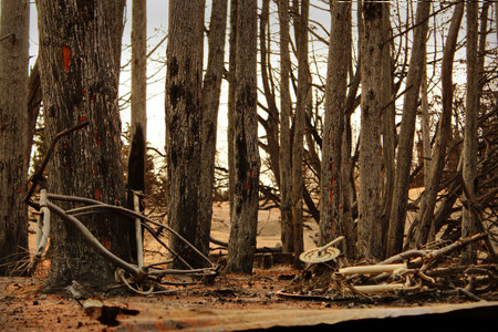A wood-cutting machine in the forest with dry trees