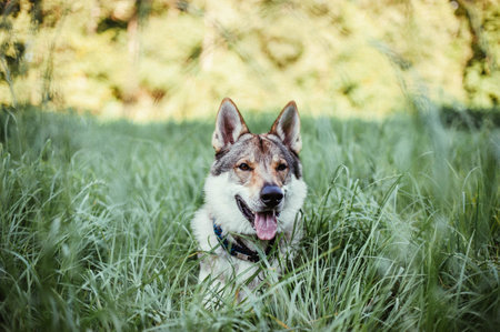 A closeup shot of a wolfdog lying on the grass in the fieldの写真素材