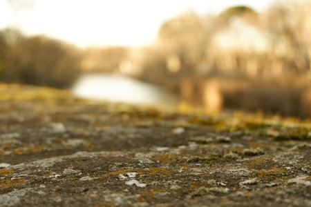 A closeup shot of lichens and green moss growing on rocks with blurred backgroundの写真素材