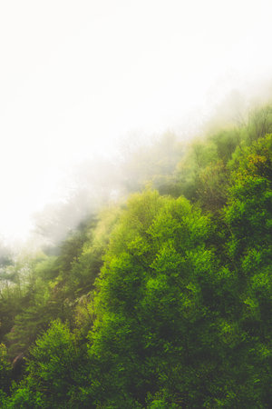A breathtaking view of the fog taking over a vibrant mystical forest