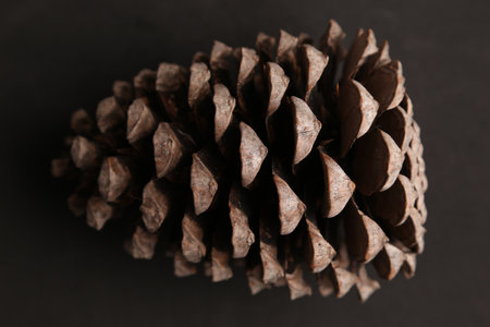 A closeup shot of a Pinecone isolated on black backgroundの写真素材