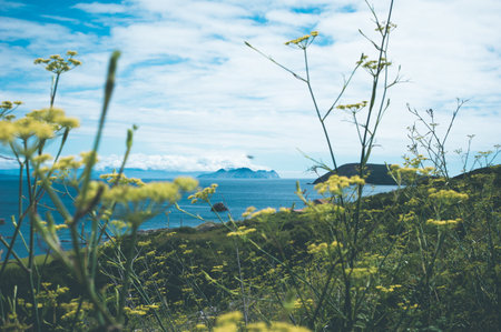 A beautiful landscape shot of a yellow wildflower field on Ons Island with the Cies Islands in the...