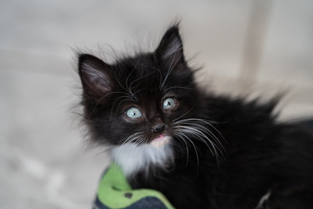 A closeup shot of a black kitten on the groundの写真素材