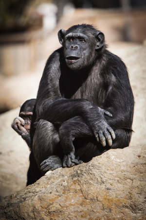 A vertical closeup of chimpanzees sitting on a rock during a sunny dayの写真素材