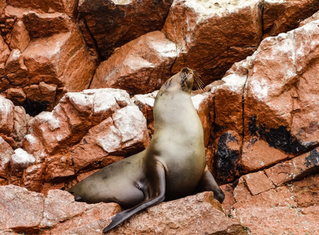 A sea lion on Ballestas Islands, Peruの写真素材
