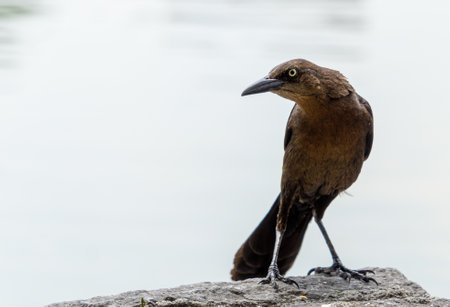 A closeup shot of a beautiful raven with a sharp beak sitting on a rock