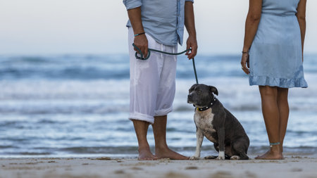 A beautiful shot of a couple on the beach with blue English Stafford dog