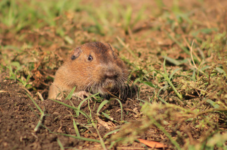 A closeup shot of an adorable tuco-tuco in a burrow