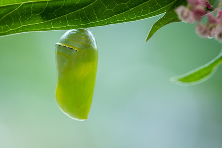 A closeup shot of a monarch butterfly pupa hanging from a leafの写真素材