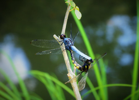 A closeup shot of two mating dragonfly with blurred background
