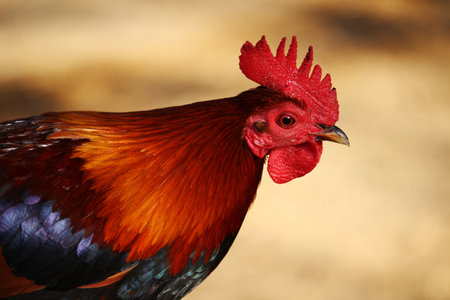 A closeup shot of the head of a cock with a blurry background