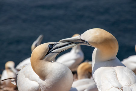 A closeup shot of two Northern gannets kissing - romantic conceptの写真素材