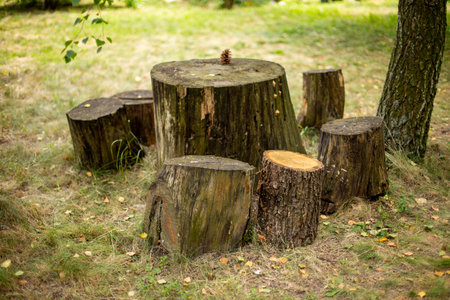 The chopped trees in  the forestの写真素材