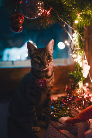 A vertical shot of a striped cat near Christmas decorations