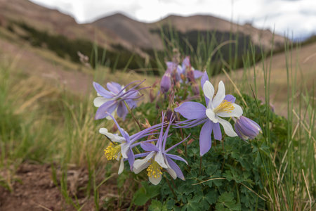 A shallow focus shot of beautiful colorado blue columbine in a fieldの写真素材