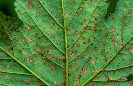 leaf attacked by a fungal disease,macroの写真素材