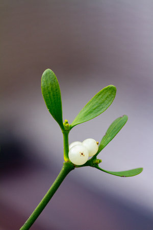 A vertical shot of mistletoe under the sunlight with a blurry backgroundの写真素材