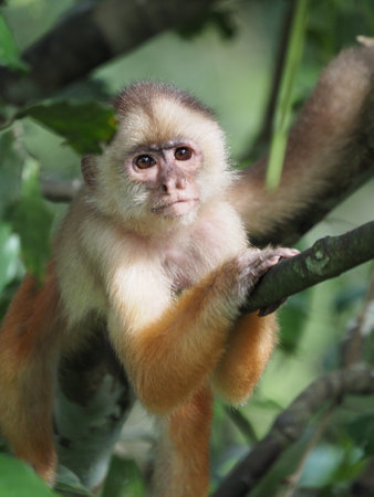 A vertical closeup shot of a monkey sitting on a tree branch in a forest