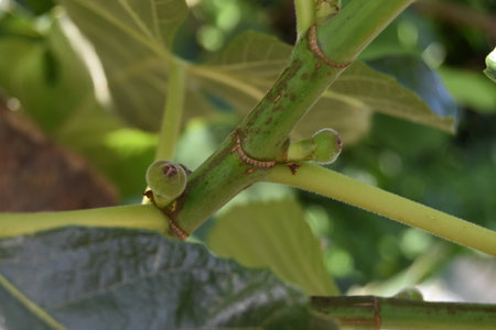 A closeup shot of a ficus carica plant