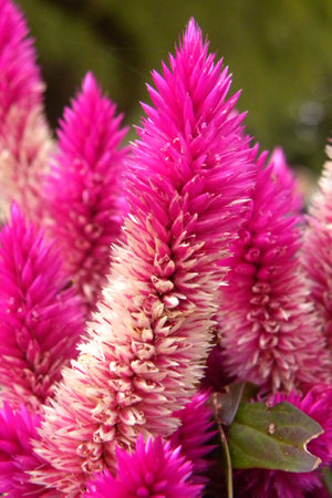 A vertical shot of a beautiful pink celosia garden flowers during daylight