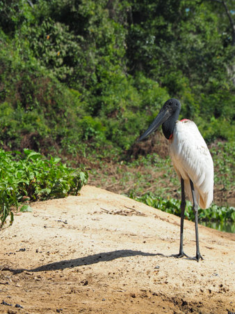 A mesmerizing view of a jabiru black-necked stork birdの写真素材
