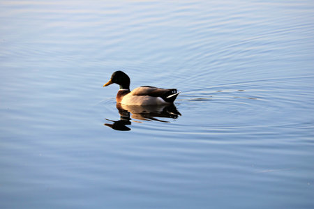 A view of mallard duck on the lakeの写真素材