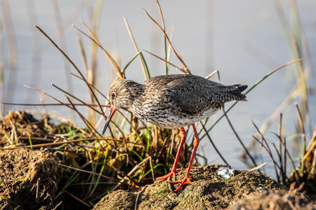 A closeup shot of Eurasian curlew on a swampy area searching for food