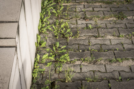 A view of sidewalk with green weeds next to a barrierの写真素材