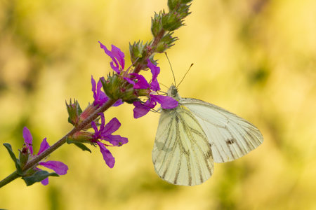 A selective focus shot of a white butterfly on the lilac flower  - perfect for backgroundの写真素材