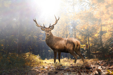 A beautiful shot of an elk standing in the forest under the shining sun in fall