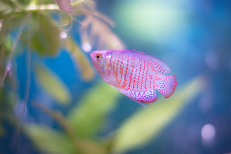 A closeup of a blue and pink Dwarf Gourami swimming in an aquarium under the lightsの写真素材
