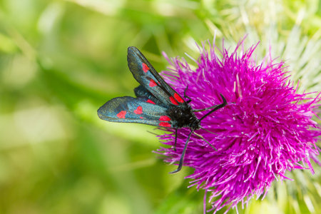 A closeup of Zygaenidae, butterfly on the pink thistle looking for foodの写真素材