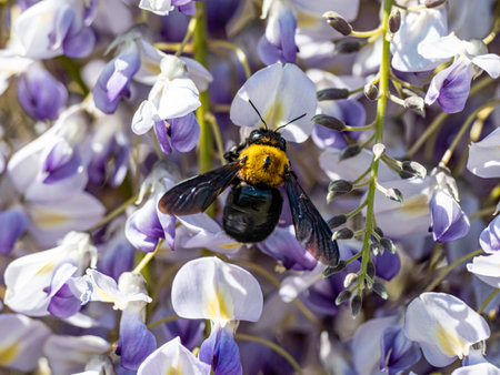 A selective focus shot of a Japanese carpenter bee collecting pollen on a purple flower