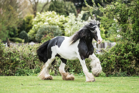 A selective focus shot of white and black shire horse in a green fieldの写真素材