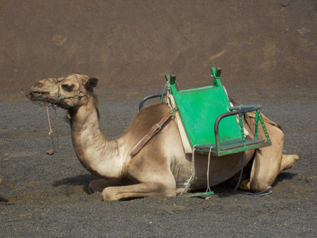 The brown large camel sitting on the sandの写真素材